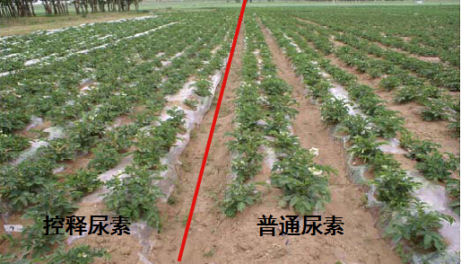 草莓视频官方网站缓释尿素在马铃薯上的对比实验.jpg