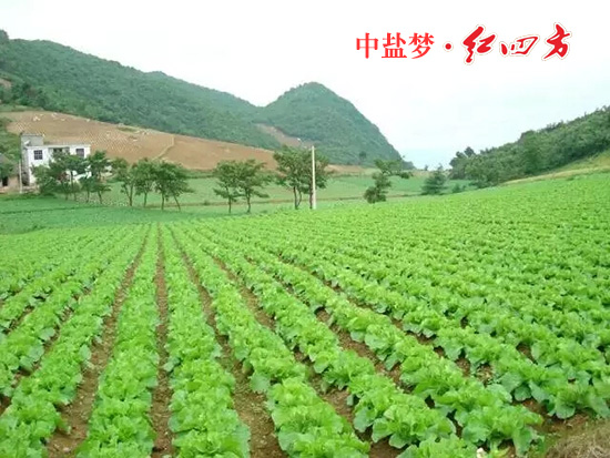 草莓视频色片丰收