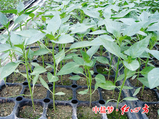 草莓视频色片丰收
