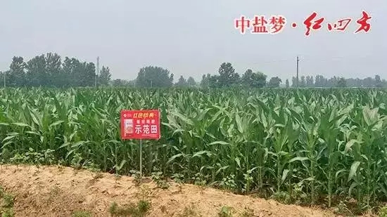 草莓视频官方网站缓释肥在商丘玉米上表现突出！