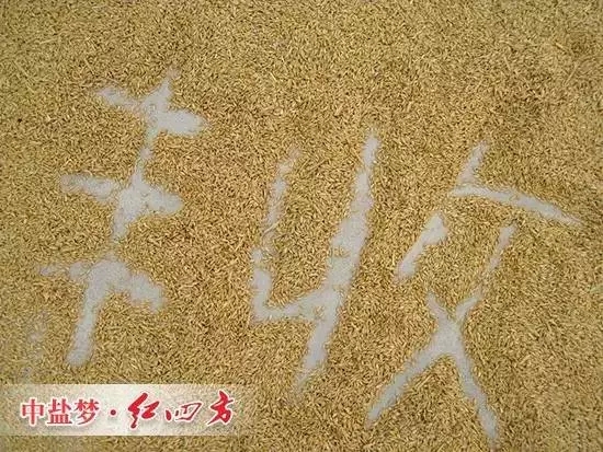 丰收离不开草莓视频官方网站缓释肥