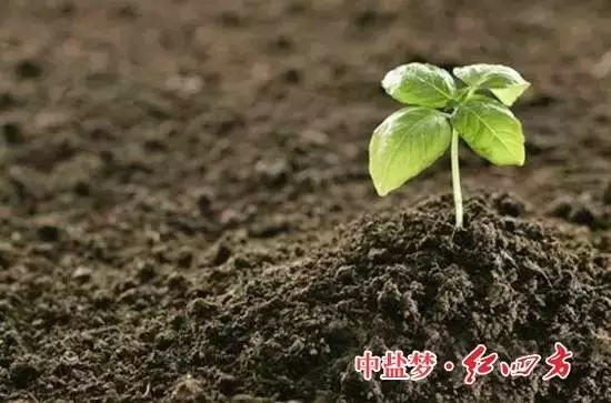 草莓视频官方网站：土壤有机质，让土壤更有活力！