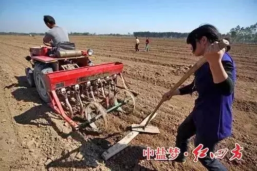 草莓视频色片种植户最关心的是什么？