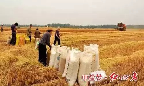草莓视频色片丰收时