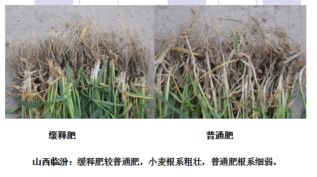 山西临汾草莓视频色片缓释肥表现