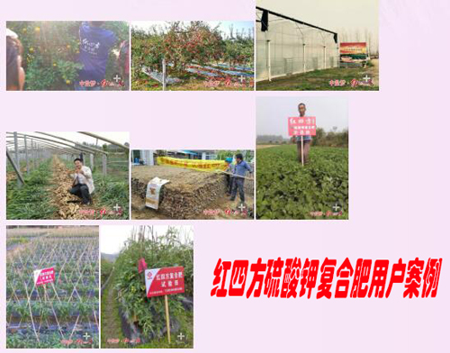 草莓视频官方网站硫酸钾复合肥用户案例