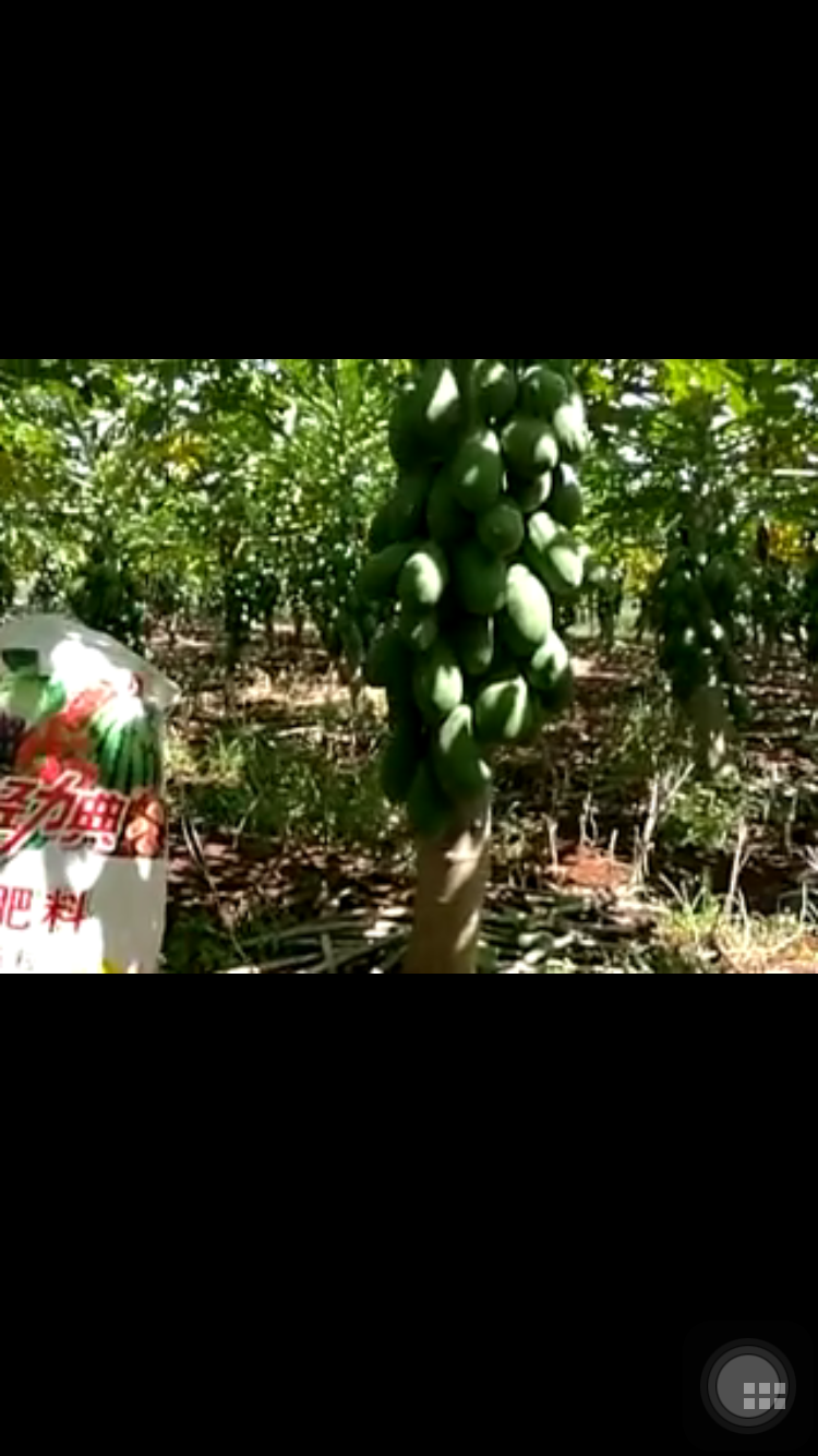 草莓视频官方网站硫酸钾复合肥为芒果丰收保驾护航