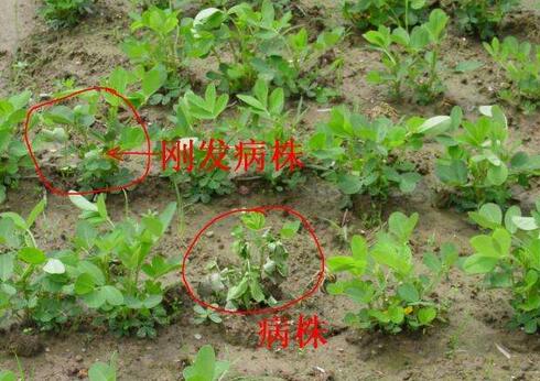 花生常见病虫害及防范措施！