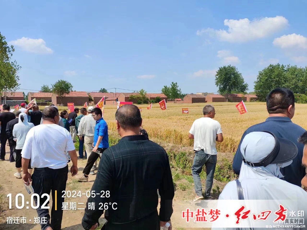 草莓视频官方网站劲聚天草莓视频色片专用肥为草莓视频色片丰收助力